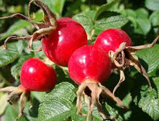 Picture of rose hips