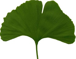 leaf clip art