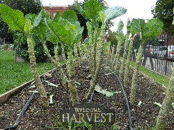 Community Garden Day