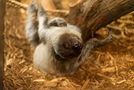 Two-toed sloth