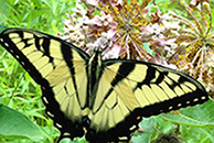 Butterfly on a leaf