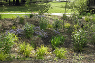 A garden with ferns