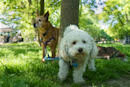 dogs