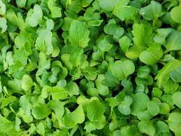 microgreens