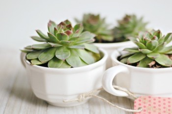Teacup Gardens