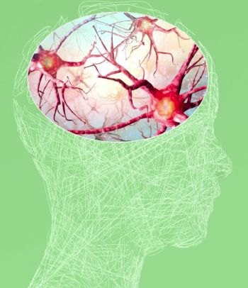 Diagram of a brain, neurons