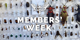 Member's Week Logo over a photo of pinned insects