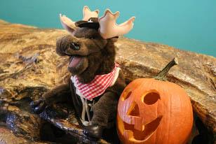 Marty the moose with pumpkin