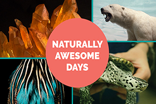 naturally awesome days - minerals, polar bear, turtle