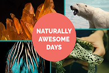 naturally awesome days