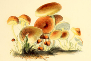 A drawing of the fungus 