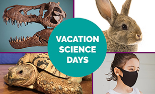 vacation science days collage of dino skull turtle rabbit child with mask
