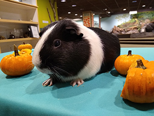 A guinea pig on a teal table with pumpkins