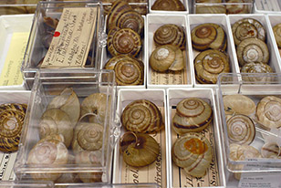 Shells separated into small boxes with labels