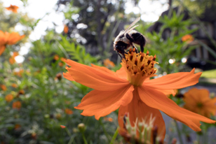 a bumblebee on an orange flower