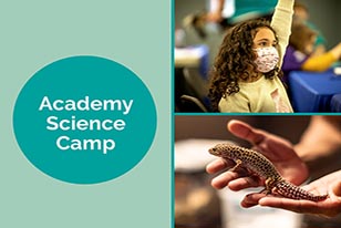 academy science camp, a girl raising her hand, and a gecko
