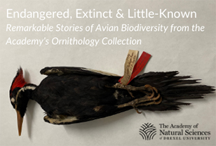 Endangered, Extinct & Little-Known Birds of the Academy