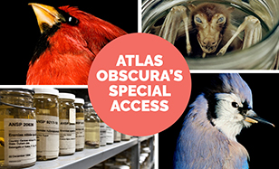 Atlas Obscura's special access