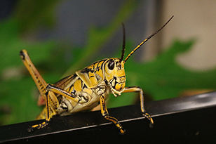 a grasshopper on an enclosure