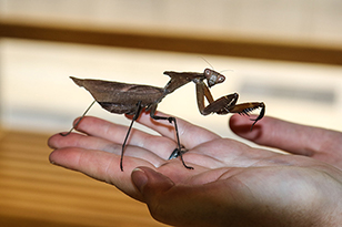 A praying mantis sitting on a person's hand