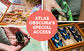 Atlas obscura's special access with four images of insests