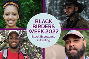 black birders week 2022 black excellence in birding