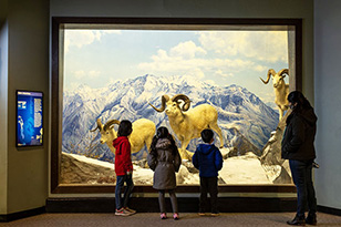 three children and one adult stand in front of dall sheep diorama