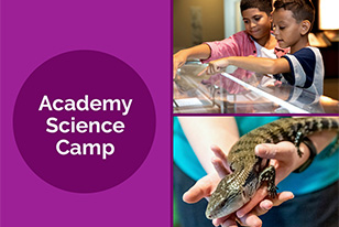 Academy Summer Camp, a skink, and two children looking at specimens