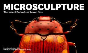 microsculpture red bug on black background
