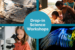 Four tiles of images with the text 'Drop-in Science Workshops'