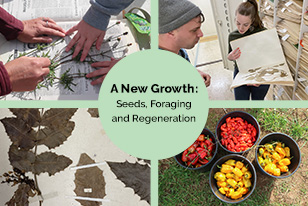 A new growth: seeds, foraging and regeneration.