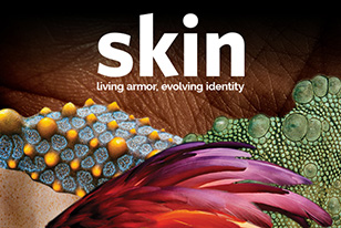 skin living armor evolvoing identity showing scales feathers and armor