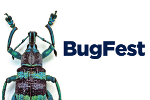 bug fest